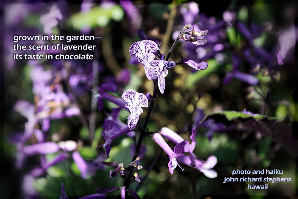 A photo haiku with a picture of lavender flowers. A photo haiku with a picture of lavendar flowers.