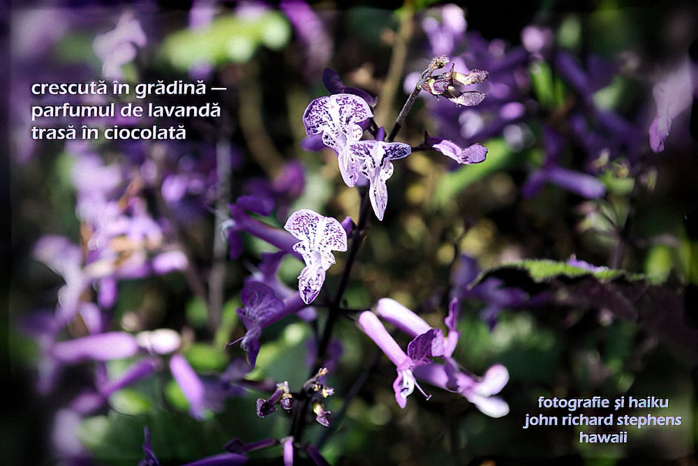A photo haiku with a picture of lavendar flowers. A photo haiku with a picture of lavendar flowers.